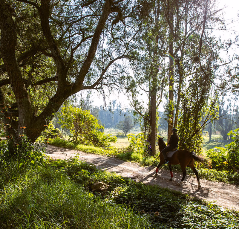 Person riding a horse through a sunlit forest trail during luxury Ecuador tours.