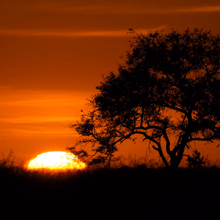 Silhouetted tree against a vibrant orange sunset during luxury Sabi Sands safaris.