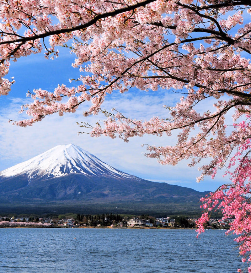 Mount Fuji rises behind a lake framed by blooming pink cherry blossoms, a highlight of luxury family holidays to Japan.