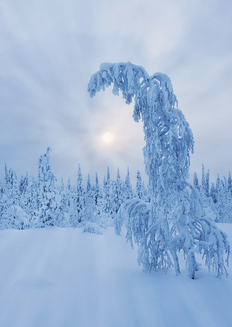 Thickly snow-covered trees in a white winter forest landscape during luxury Polar holidays.