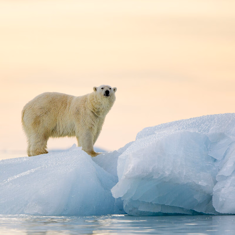 A polar bear standing on a blue iceberg under a pale sky, viewed during luxury Polar trips.