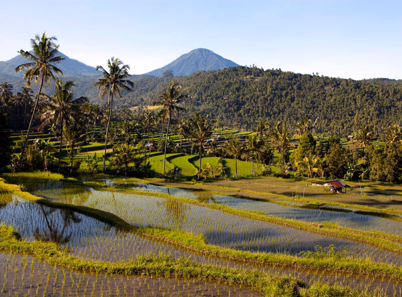 Curved, vibrant green rice terraces and palm trees with water reflections, backed by forested hills, perfect for luxury Indonesia trips.