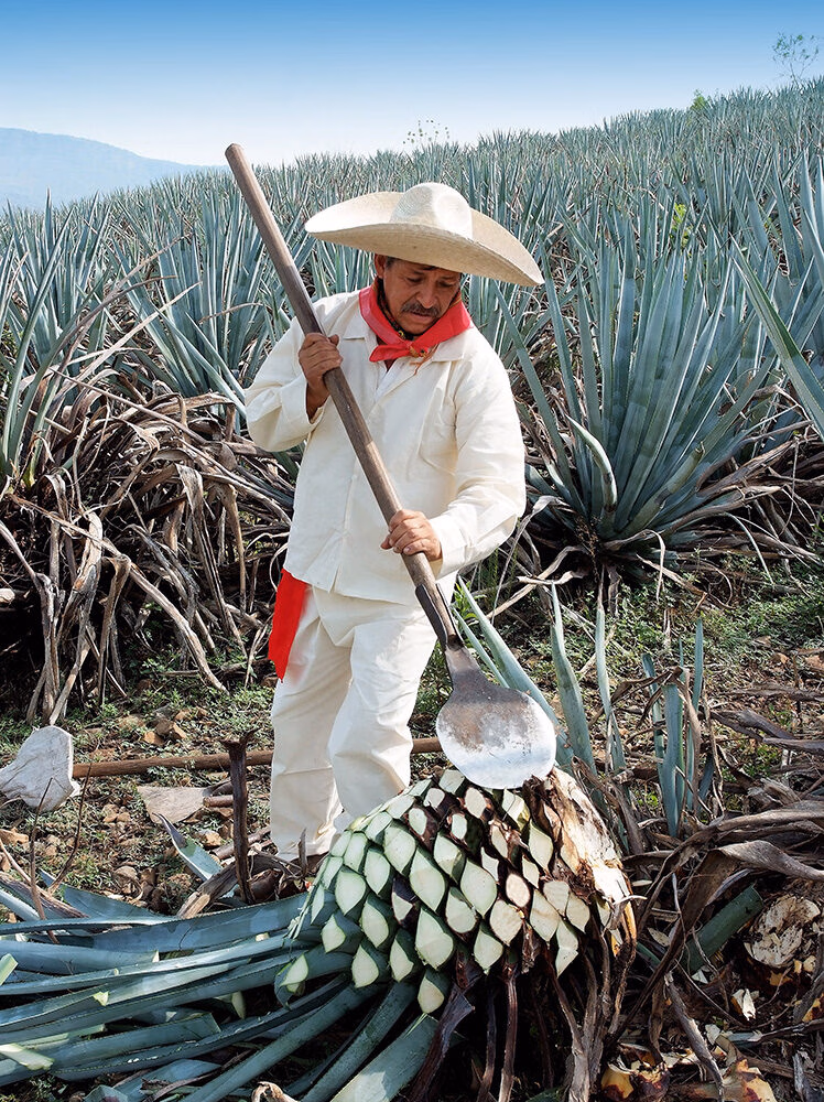 An agave harvester cuts the piña from an agave plant in a vast field under a blue sky, ideal for luxury Mexico holidays.