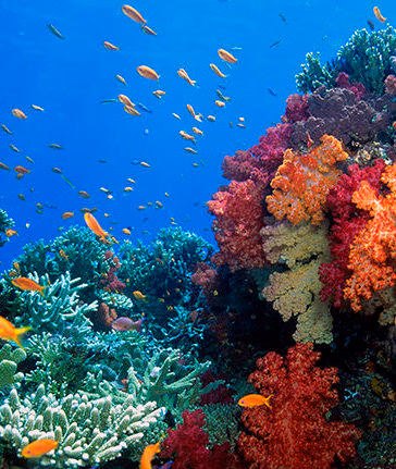 Bright orange tropical fish swimming near colorful coral reefs during luxury South Pacific tours.