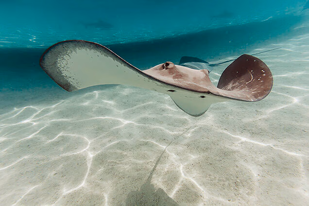 A stingray swimming over rippled sand in clear shallow water on luxury South Pacific tours.