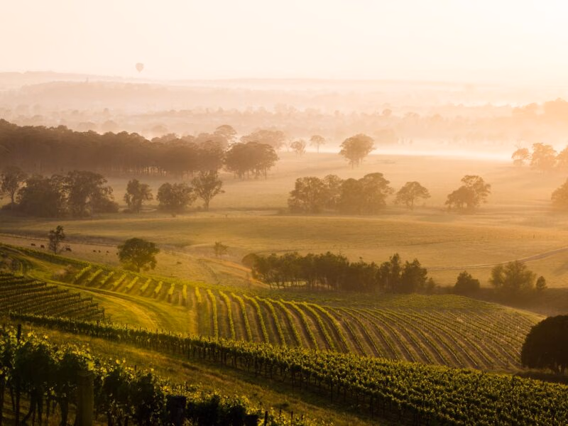 Misty morning over a vineyard with a distant hot air balloon for luxury Australasia tours.