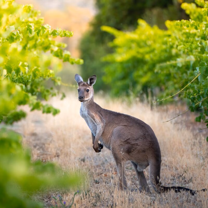 A kangaroo stands in a sunlit vineyard, a perfect encounter on luxury Australasia tours.