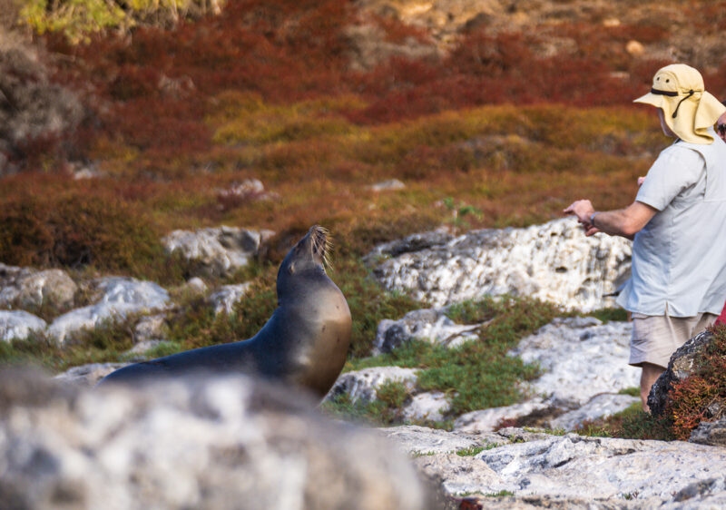 A man observing a sea lion on rocky ground during luxury Galapagos family tours.