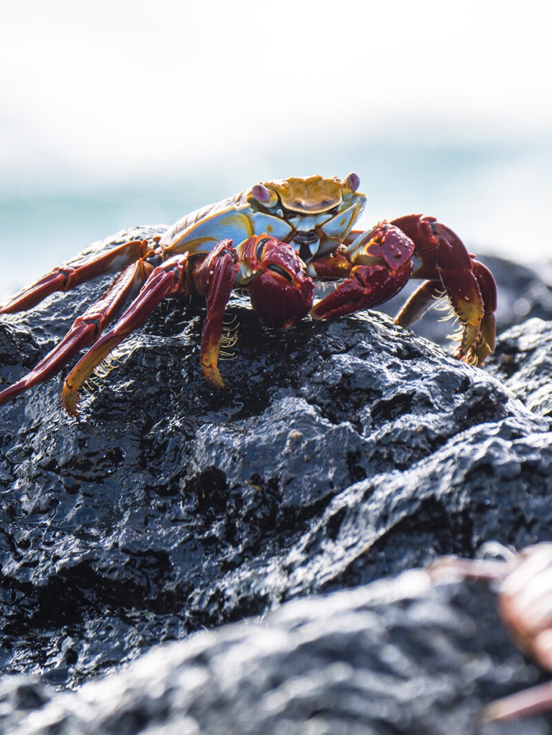 Red and blue Sally Lightfoot crab on wet rocks during luxury Galapagos family vacations.