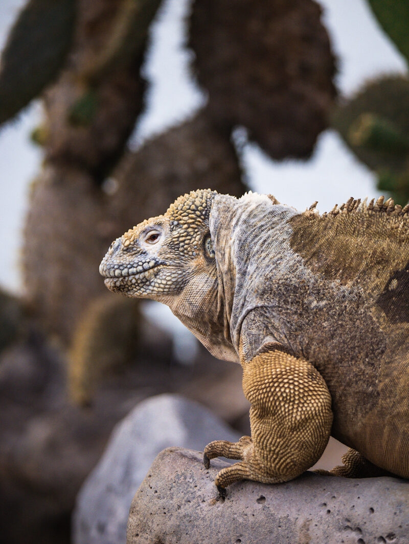Portrait of a Galapagos land iguana on a rock for luxury Galapagos family holidays.