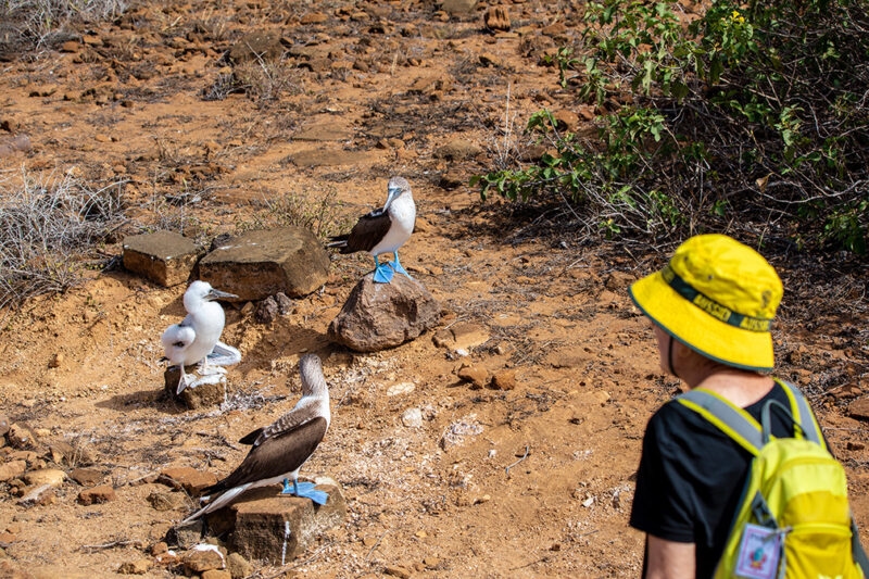 A tourist watching blue-footed boobies on luxury Galapagos family trips.
