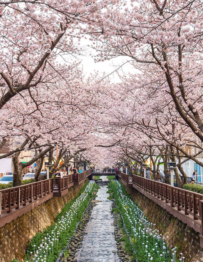 Cherry blossoms over a canal with white flowers during luxury South Korea holidays.