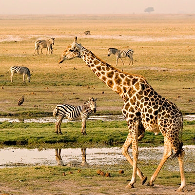 A giraffe in the foreground walks past a waterhole with four zebras grazing in the distance.