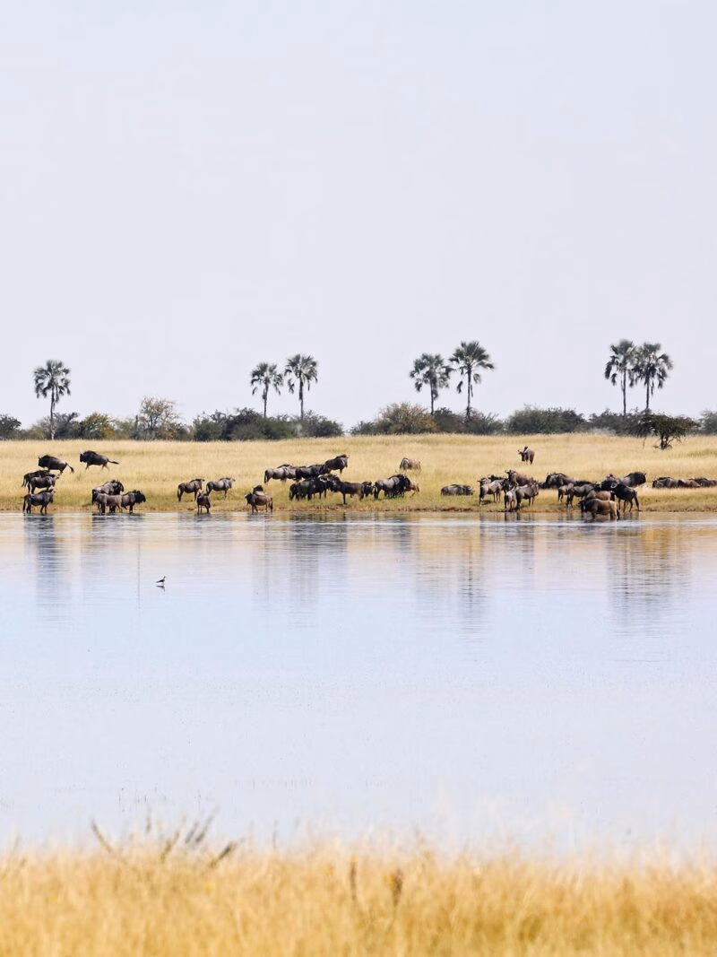 A herd of wildebeest standing by a body of water under a bright sky with palm trees in the distance.