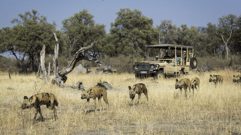 African painted dogs walking in a line through tall grass with a safari vehicle in the background.