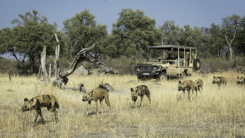 African painted dogs walking in a line through tall grass with a safari vehicle in the background.