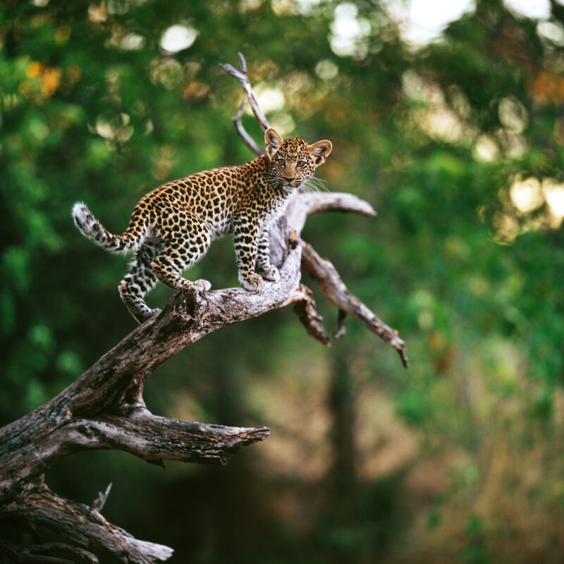 A leopard cub standing on a dead tree branch in a forest.