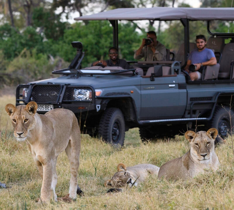 Three lionesses in dry grass with tourists in a safari vehicle watching them in the background.