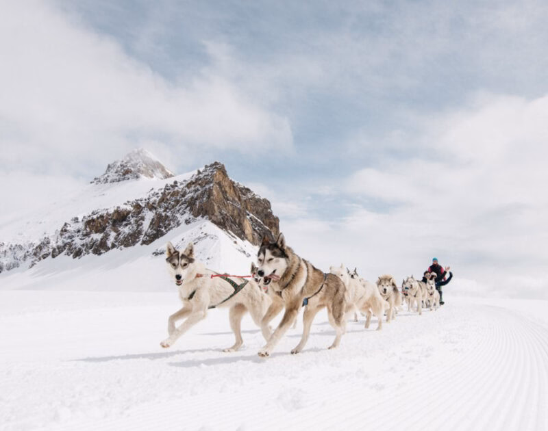 Sled dogs pulling a team through a bright snowy mountain landscape during luxury Switzerland trips.