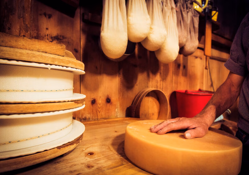 Person touching a large round of cheese in a traditional wooden dairy during luxury Switzerland holidays.