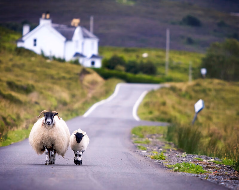 Two domestic sheep, one large with horns, walk on a paved road with a white farmhouse and green hills behind. Perfect for luxury Scotland trips.