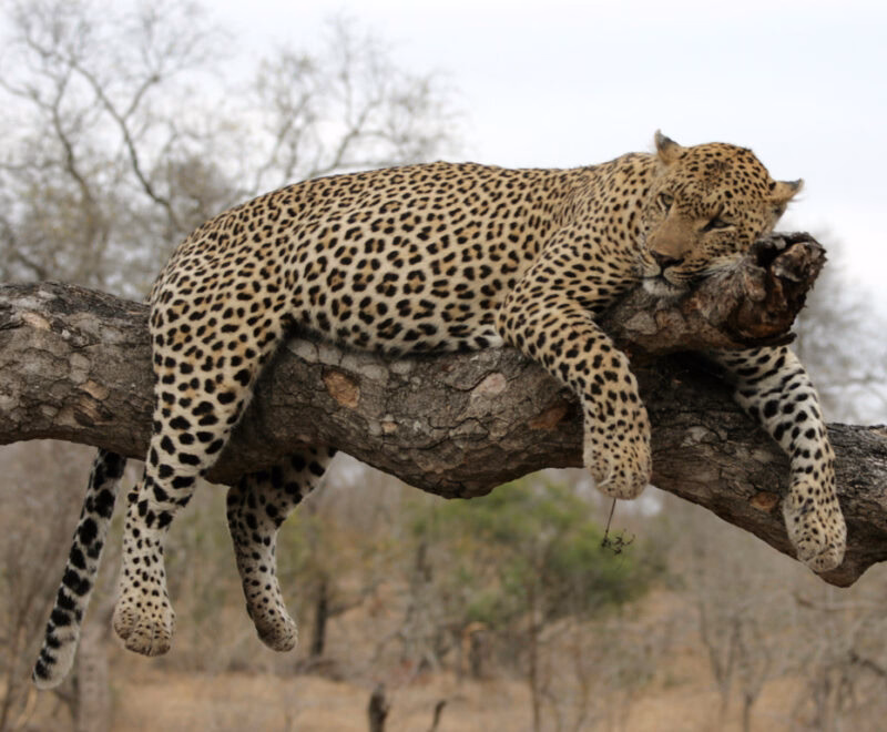 A full-body shot of a leopard sleeping on a thick, horizontal tree branch, with its legs dangling over the sides.