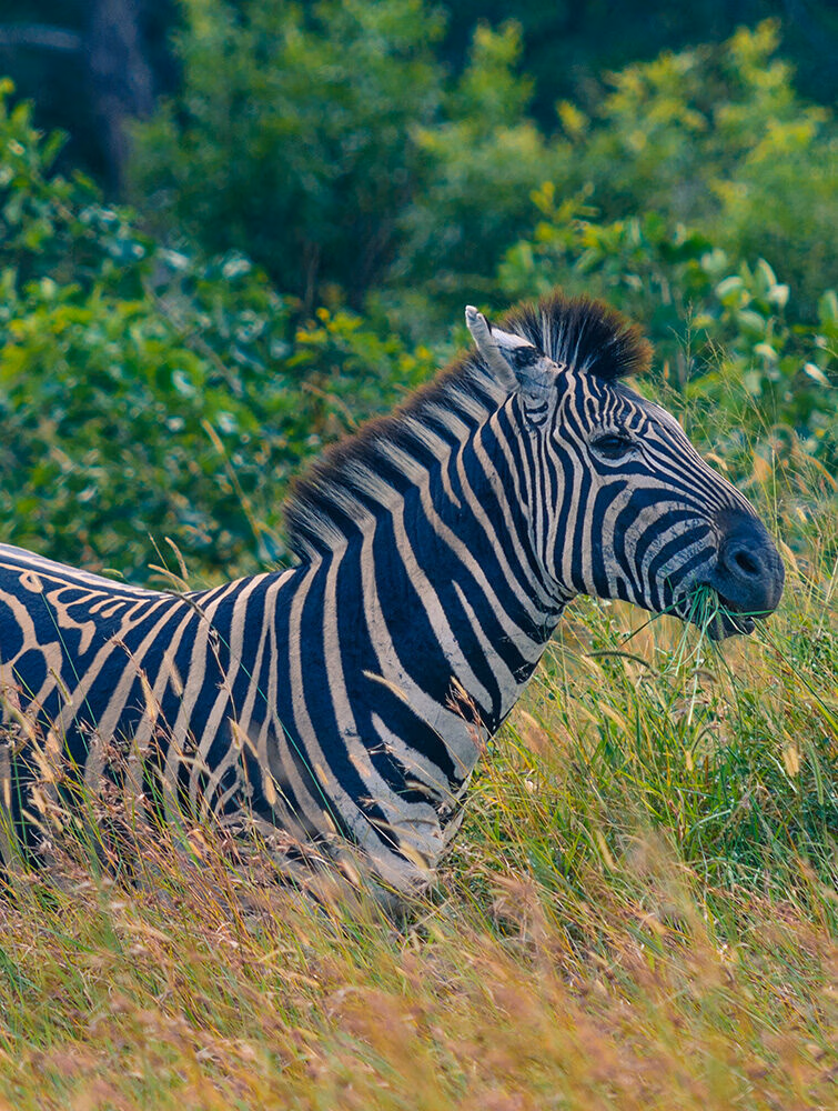 A side profile close-up of a zebra grazing in tall green and brown grasses, with dense green vegetation behind it.