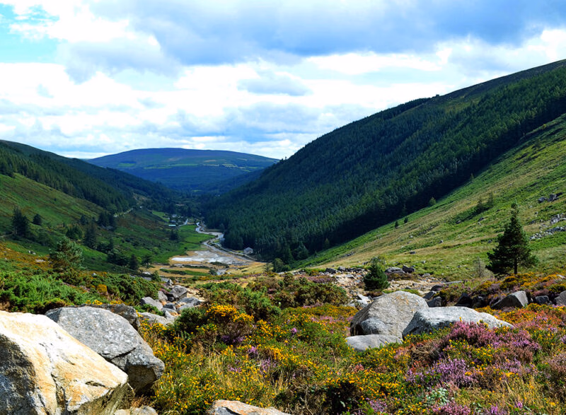 A wide valley landscape in Ireland with deep green, forested slopes, a small stream, and large boulders and flowering heather in the foreground, perfect for luxury Ireland tours.