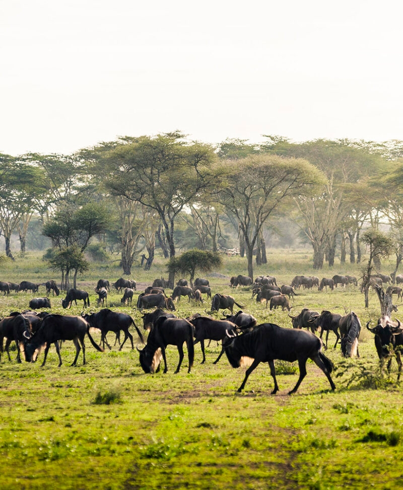 Wildebeest herd roaming the Serengeti