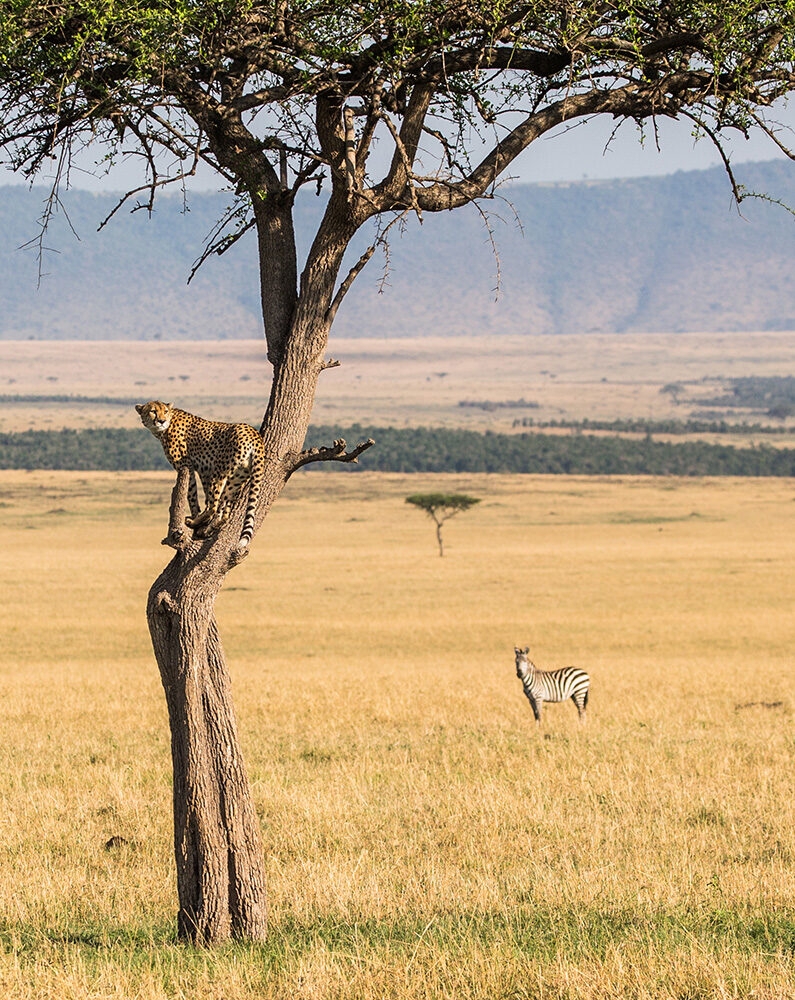 A cheetah standing in a tree