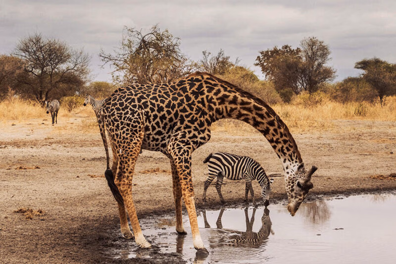 A patterned giraffe and a zebra drink water from a pool in a dry, grassy field with trees on a luxury Africa tour