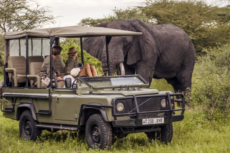 A group of tourists in a safari jeep look at a large elephant with tusks in tall grass on a luxury Africa vacation.