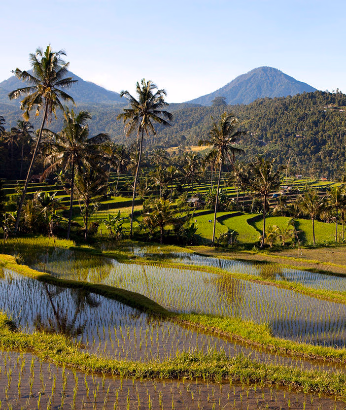 Terraced rice paddies with palm trees and mountains on luxury Bali vacations.