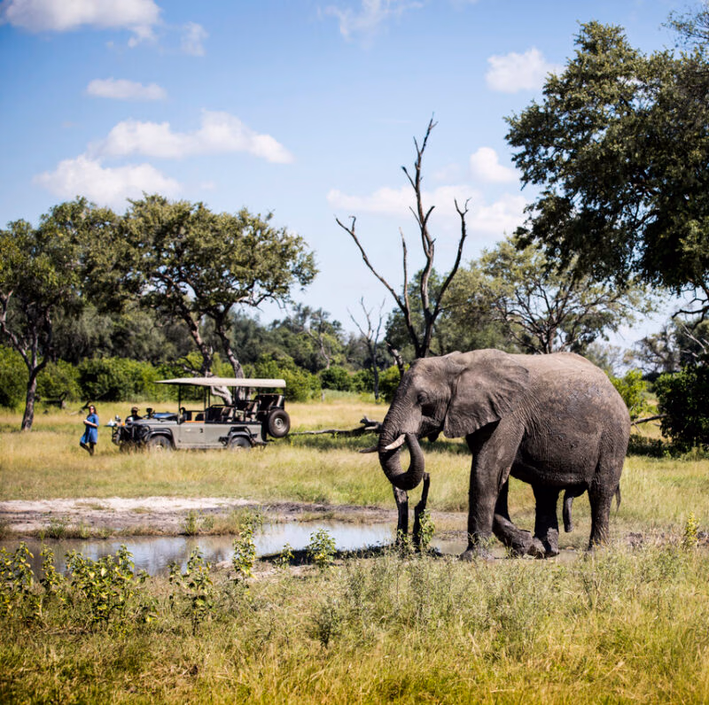 A large elephant near a waterhole with a safari vehicle and tourists in the background on luxury Okavango Delta safaris.