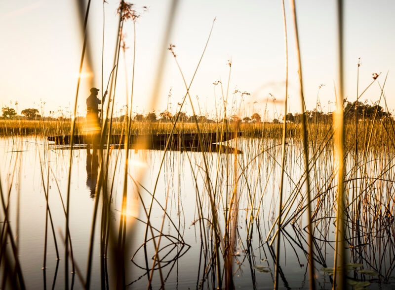 Silhouette of a person in a mokoro seen through tall reeds at sunset during luxury Okavango Delta safaris.