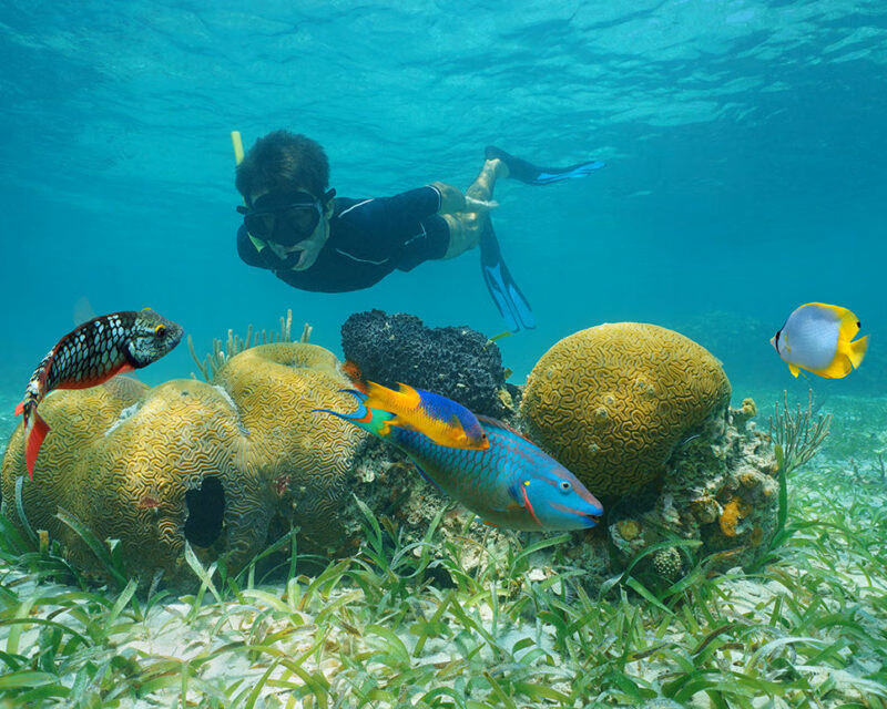 A person snorkeling underwater near colorful tropical fish and brain coral in a clear blue sea.