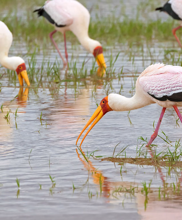 African wading stork, Yellow billed stork (Wood stork, Wood ibis) foraging for fish in water at Lake Manyara, Tanzania, East Africa