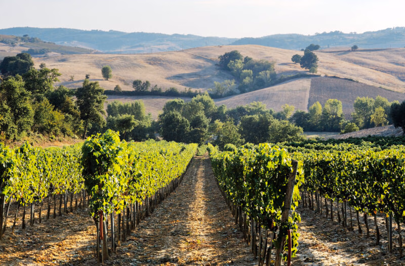 A sun-drenched vineyard with rows of grapevines leading toward rolling hills on luxury Tuscany trips.