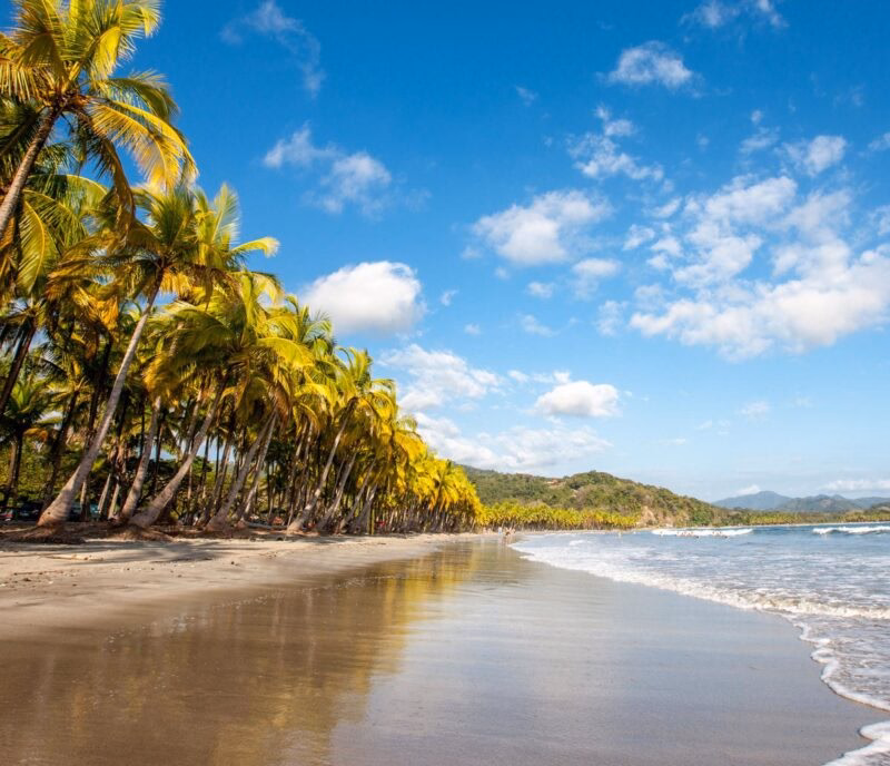 A tropical beach lined with many palm trees and calm ocean waves during luxury Latin America honeymoon tours.