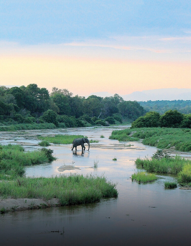 A wild elephant stands in a river at dusk, a highlight of luxury South Africa rail tours.