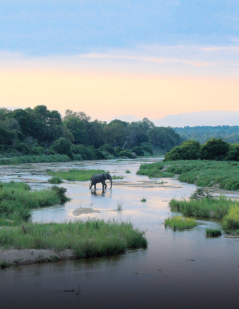 A wild elephant stands in a river at dusk, a highlight of luxury South Africa rail tours.