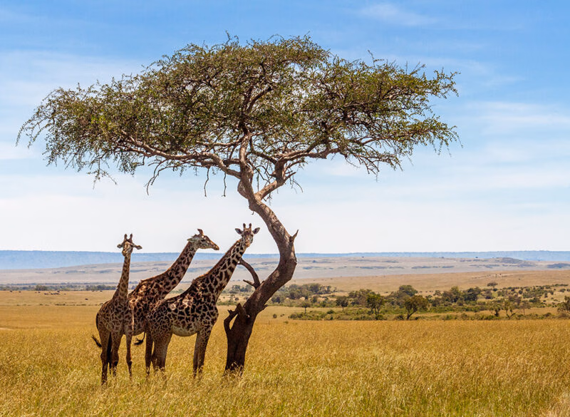 Three giraffes gather under a lone tree in the savanna during luxury rail travel in South Africa.