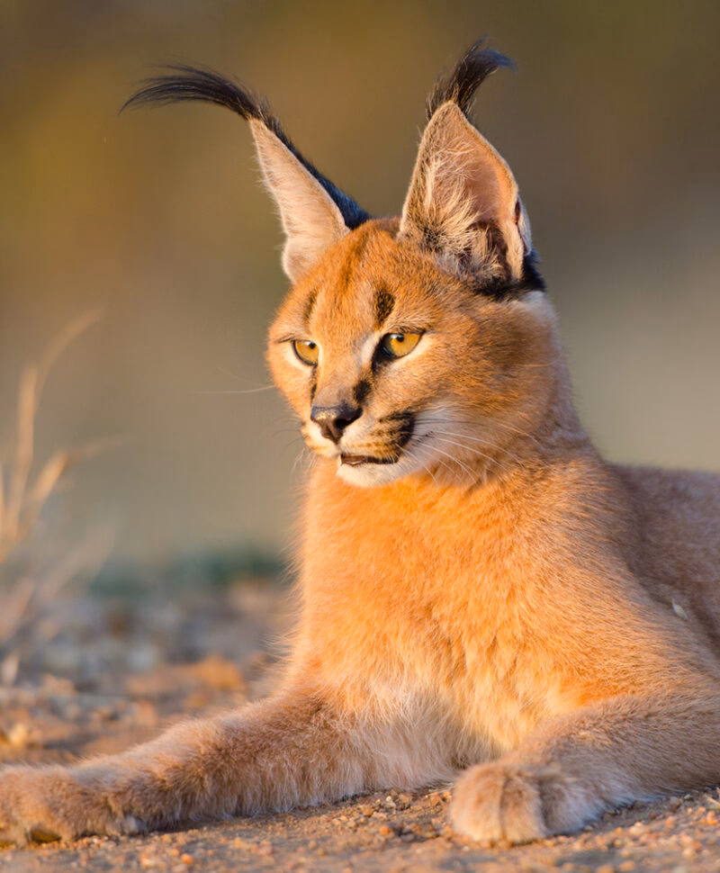 A caracal with long black ear tufts rests in the sun on luxury rail travel in South Africa.