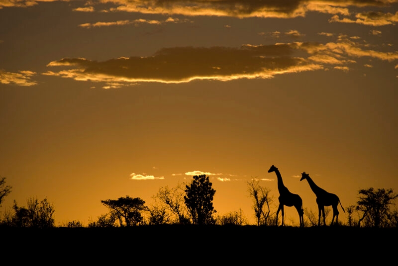 Two giraffes silhouetted against an orange sunset on luxury South Africa rail vacations.