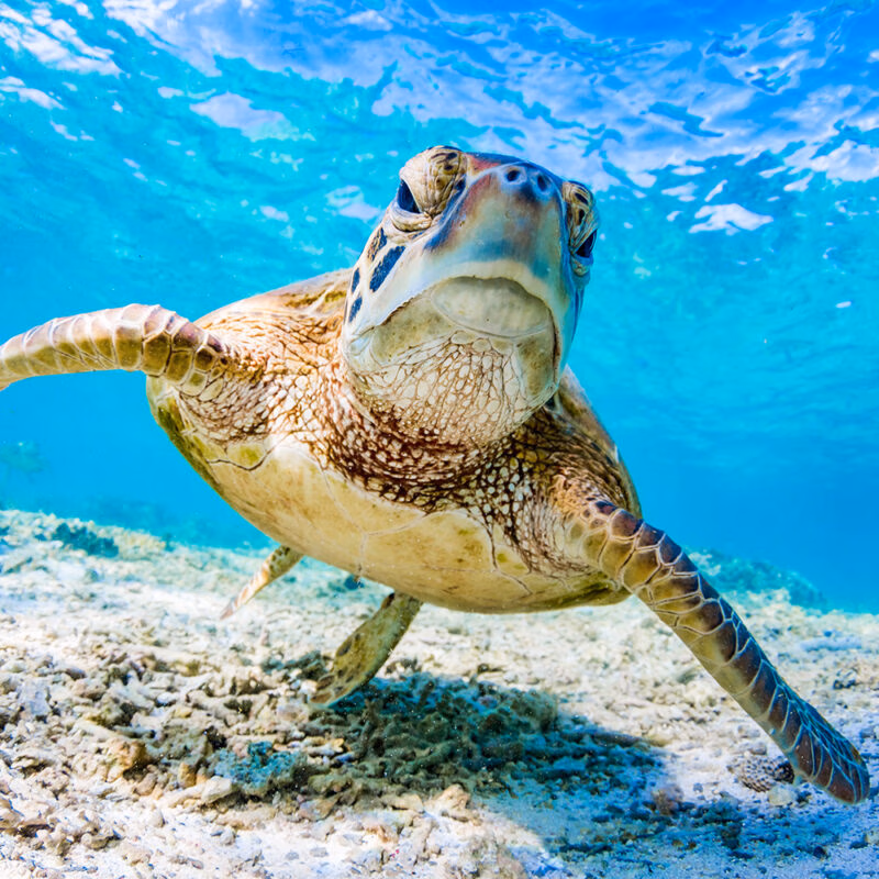 Green Turtle Swimming on the Great Barrier Reef, Queensland, Australia
