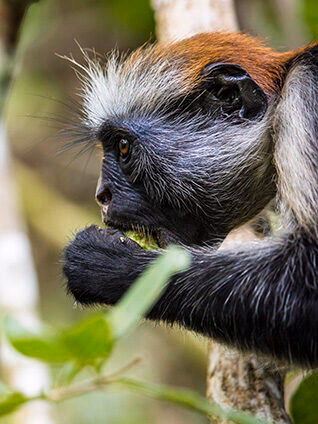 Close-up of a Red Colobus monkey feeding in a tree, a highlight of luxury Africa honeymoon holidays.