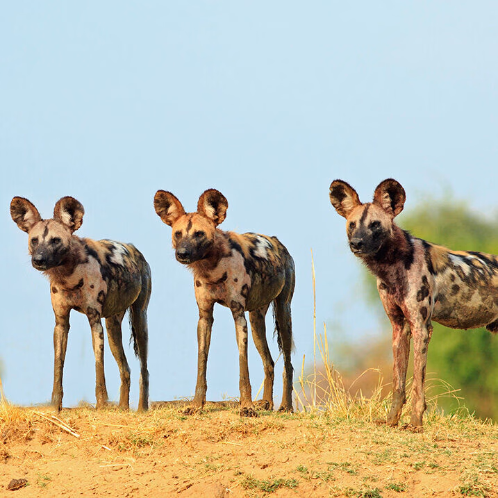 Three African wild dogs standing on a mound during luxury Africa honeymoon trips.