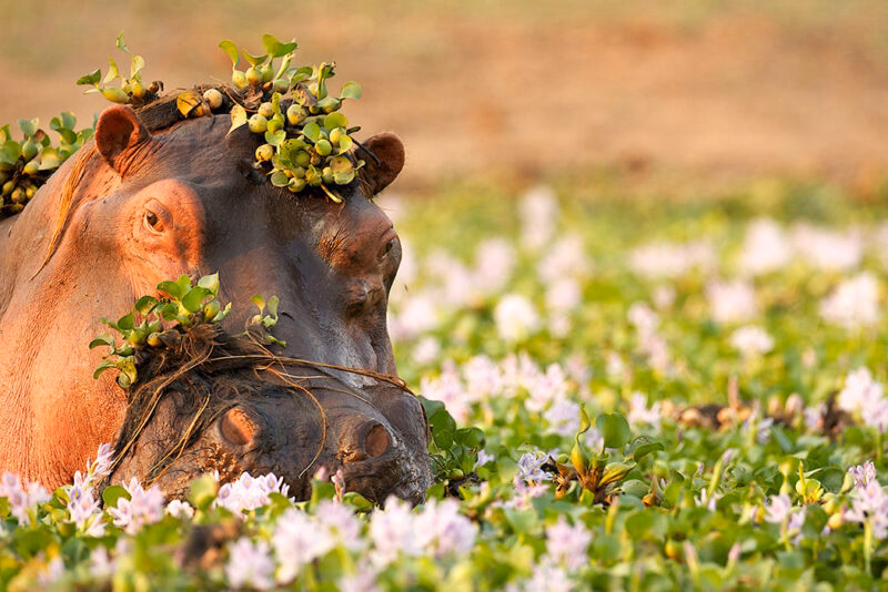 A hippo submerged in a river filled with flowering plants during luxury Africa honeymoons.