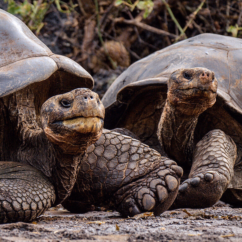 Two large Galapagos giant tortoises close together, showing their ancient, wrinkled skin and shells, for luxury Latin America grand tour trips.