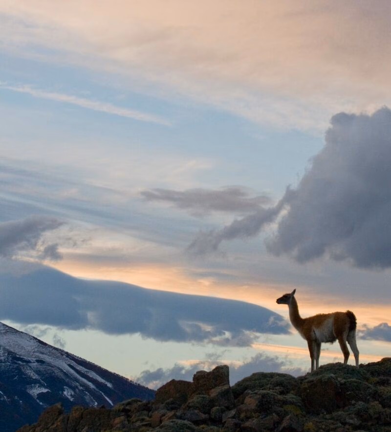 Silhouette of a guanaco standing on a hill at sunset with a pastel sky and dark mountain, excellent for luxury Latin America grand tour trips.